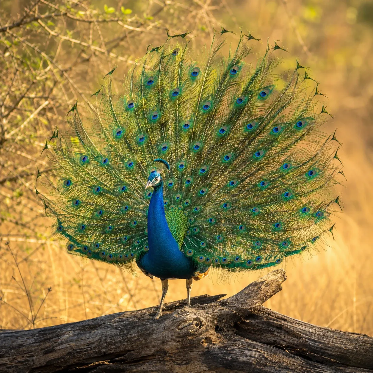 A peacock displaying its iridescent tail fan in dry-zone jungle, Sri Lanka
