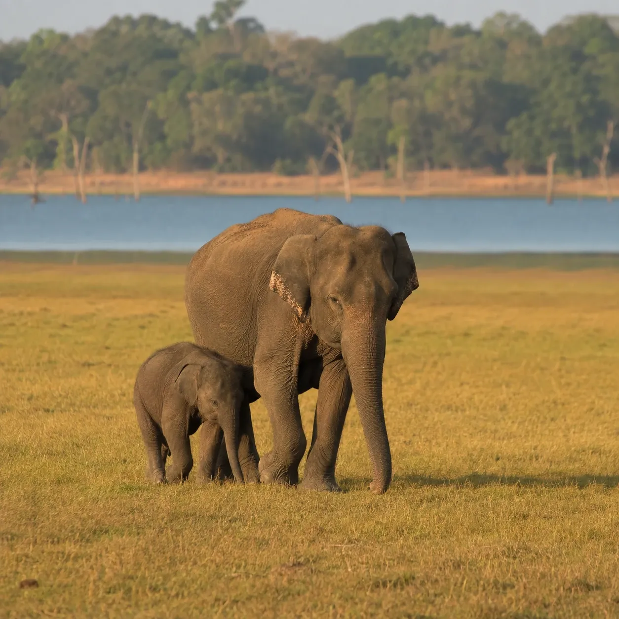 A mother elephant walking with her calf across open grassland in a Sri Lankan national park
