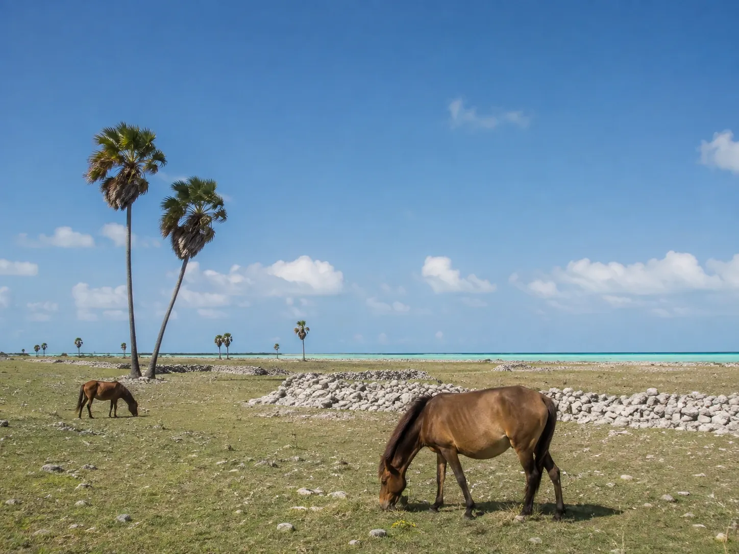 Wild ponies grazing beside coral-stone walls on Delft Island off the northern peninsula of Sri Lanka