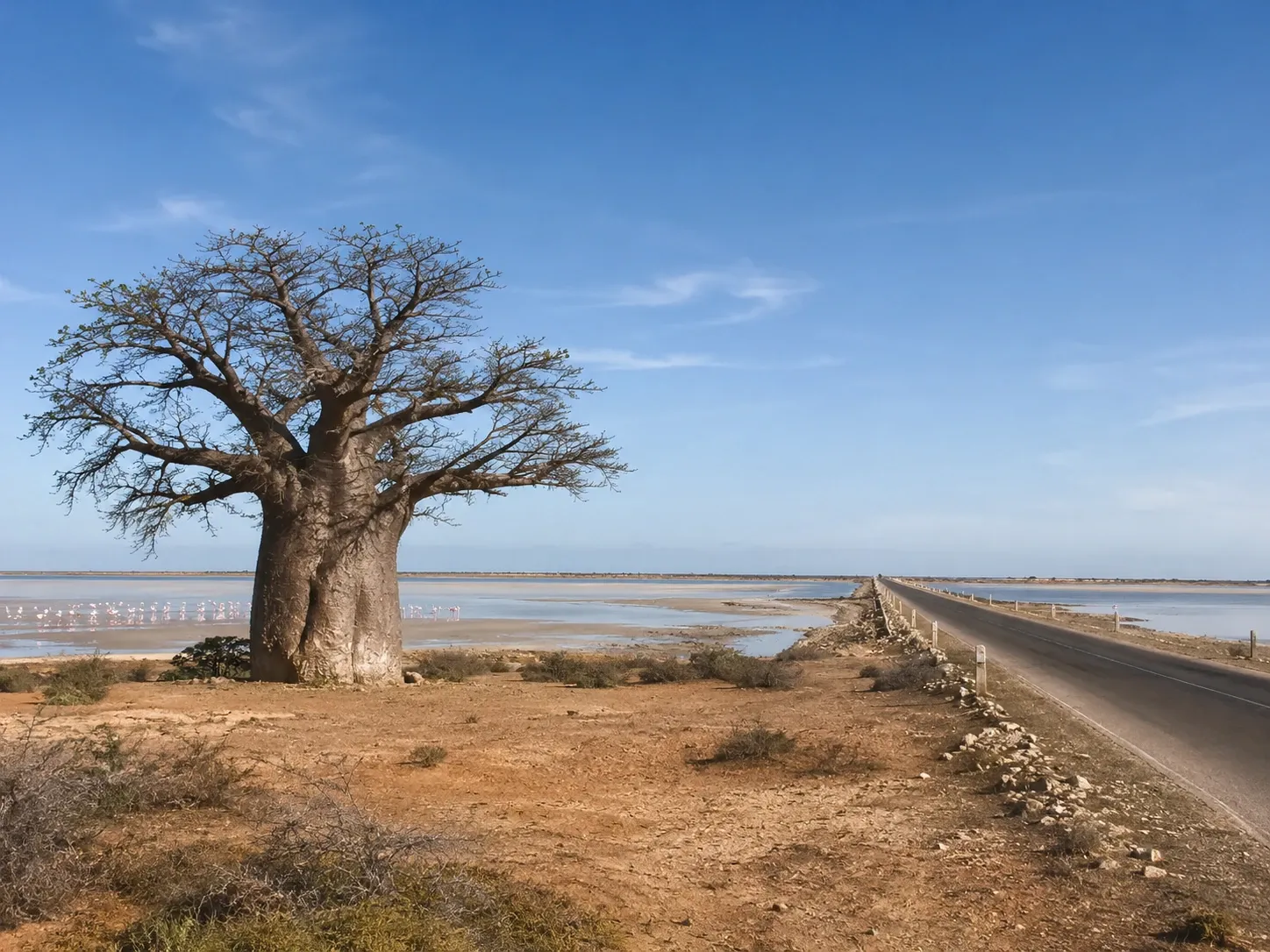 A lone baobab tree on the dry salt flats of Mannar island with flamingos in the shallows, northwest Sri Lanka