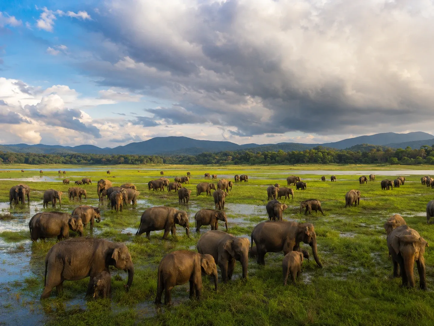 The Gathering of wild elephants across the grassy bed of Minneriya tank, Cultural Triangle, Sri Lanka