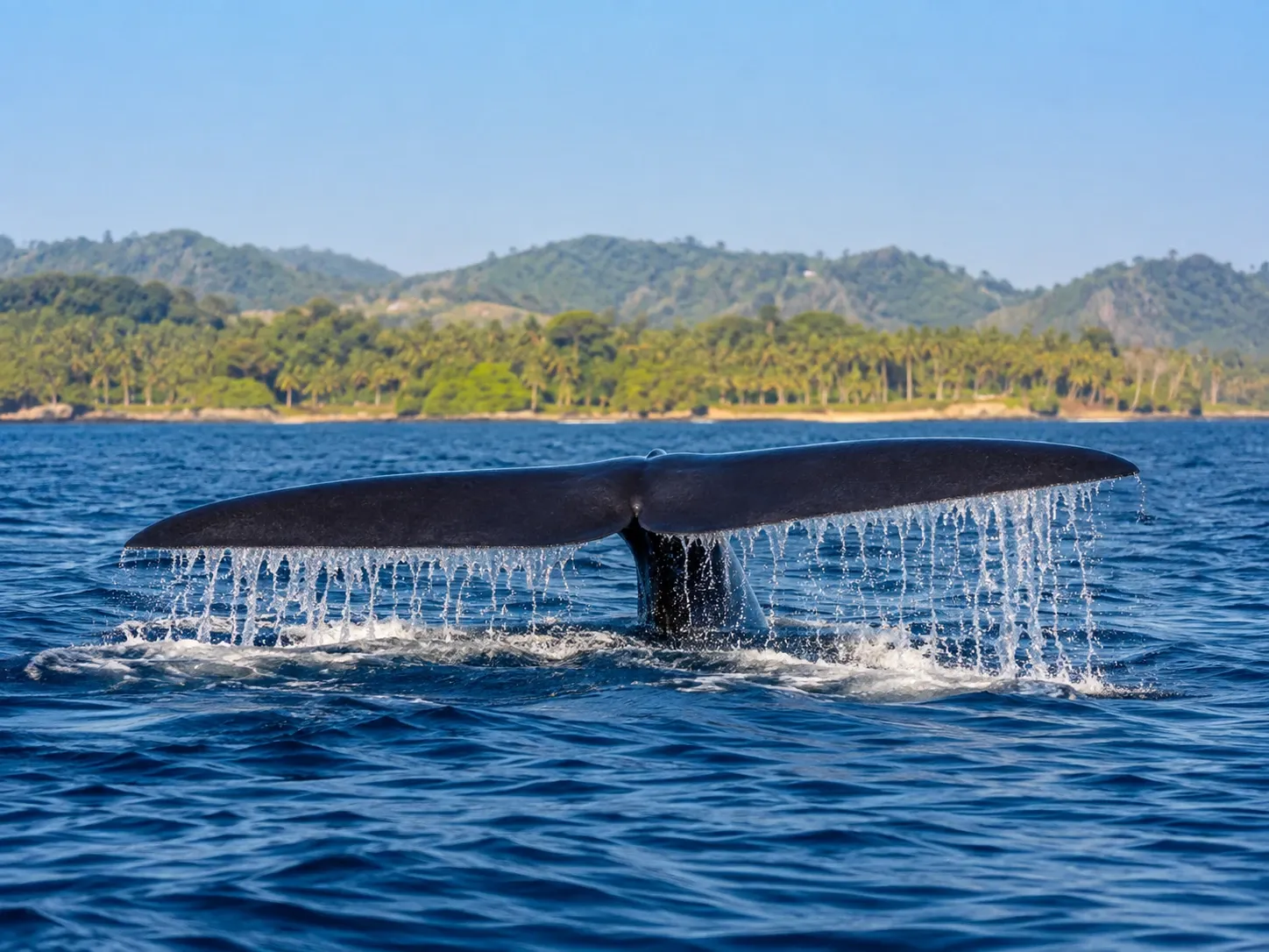 A blue whale fluke breaking the surface off Mirissa on the south coast of Sri Lanka