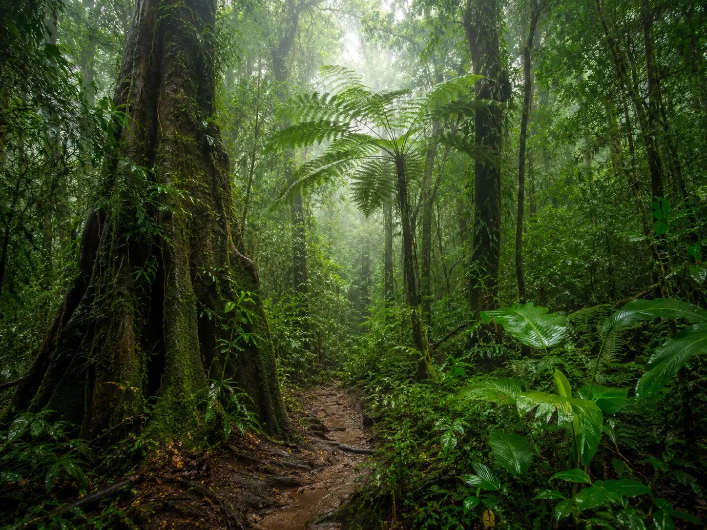 A misty trail between buttressed trees and tree ferns inside Sinharaja rainforest reserve, Sri Lanka