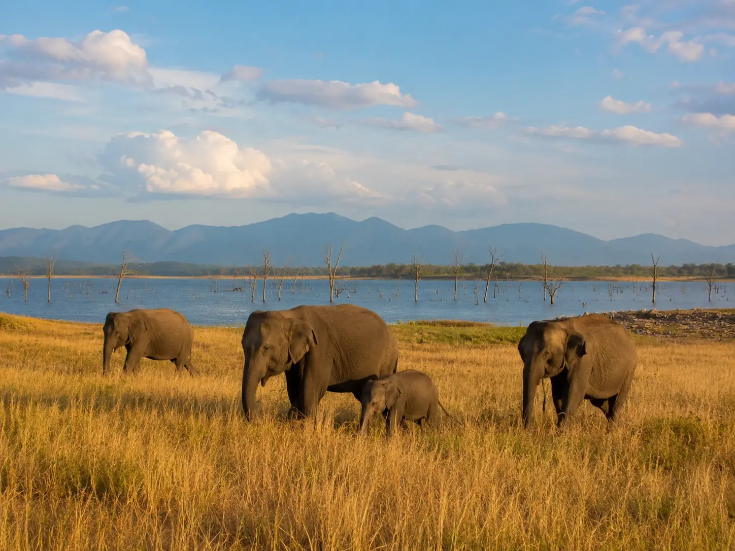 A herd of wild Asian elephants with a calf grazing on grassland in Udawalawe National Park, Sri Lanka