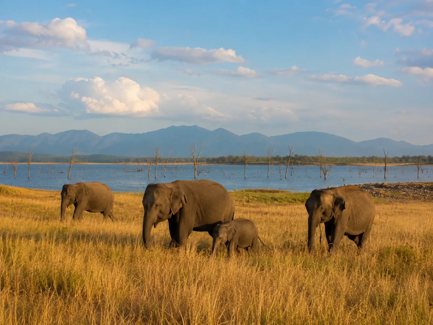 A herd of wild Asian elephants with a calf grazing on grassland in Udawalawe National Park, Sri Lanka