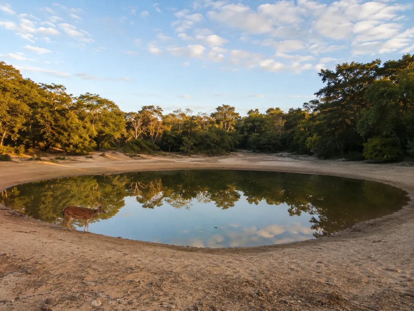 A spotted deer at a sand-rimmed villu lake surrounded by dry-zone forest in Wilpattu National Park, Sri Lanka